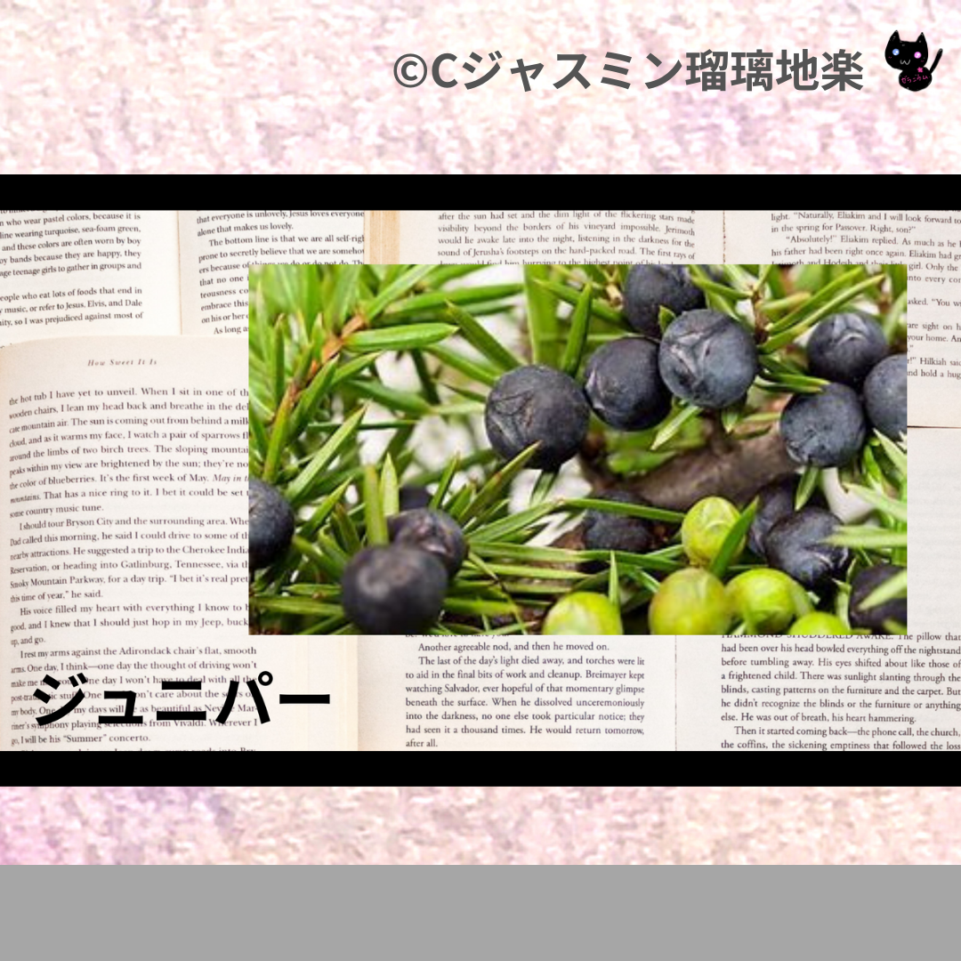 ジュニパー(精油・ハーブ)＠botanical-study.com
