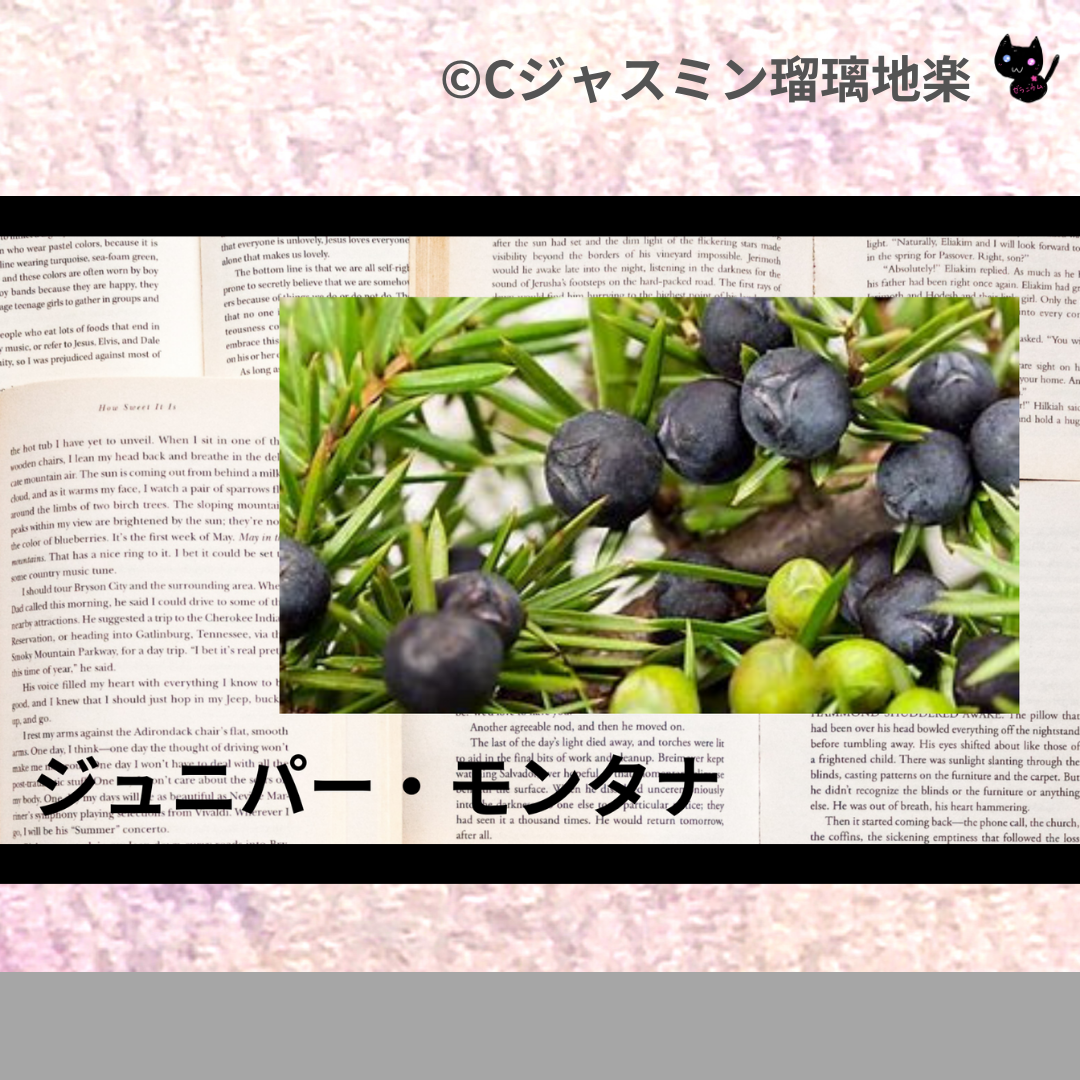 ジュニパー・モンタナ(精油)＠botanical-study.com