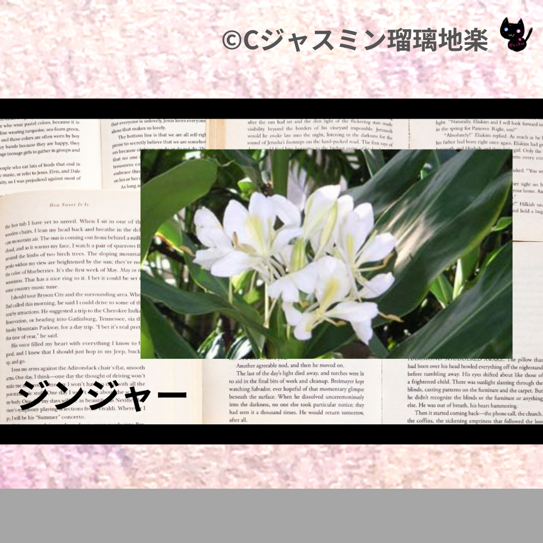 ジンジャー(精油・ハーブ・スパイス)＠botanical-study.com