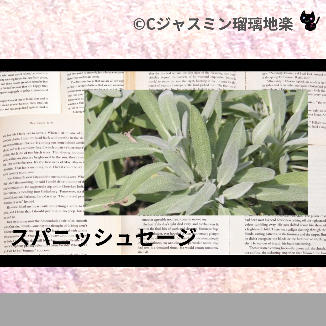スパニッシュセージ(ハーブ)＠botanical-study.com
