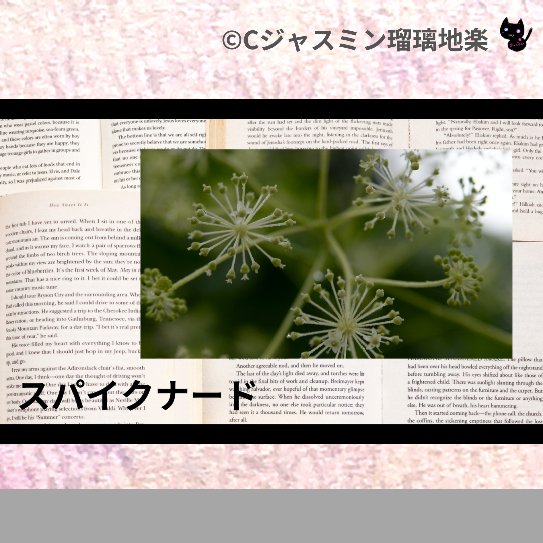 スパイクナード(精油)＠botanical-study.com