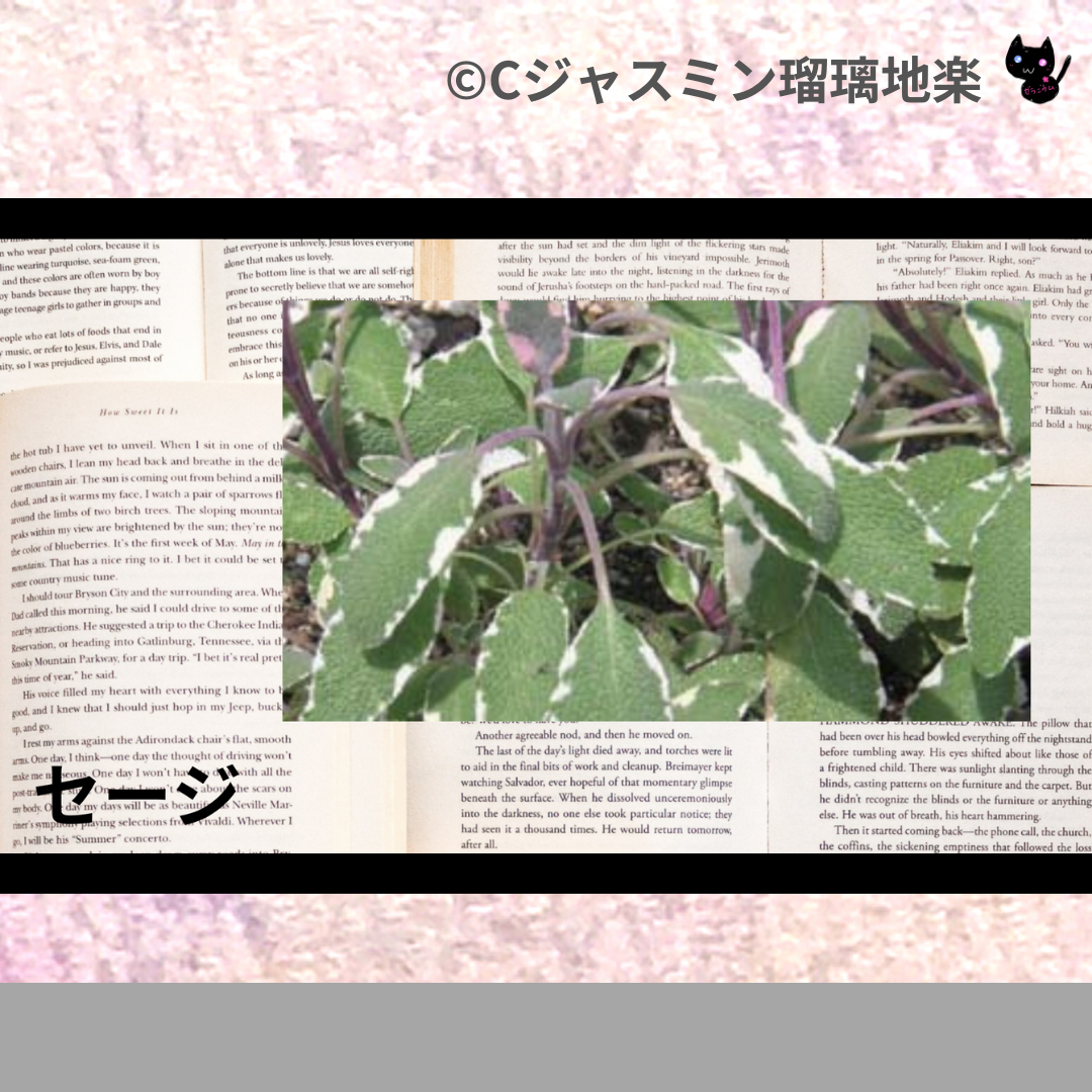 セージ(精油・ハーブ・スパイス)＠botanical-study.com