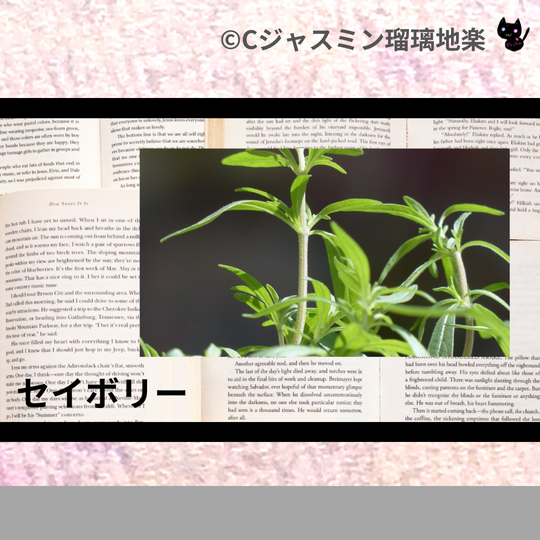 セイボリー(ハーブ)＠botanical-study.com