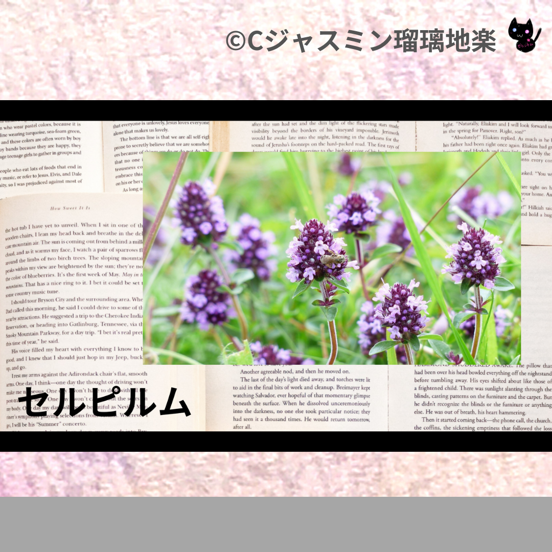 セルピルム(ハーブ)＠botanical-study.com