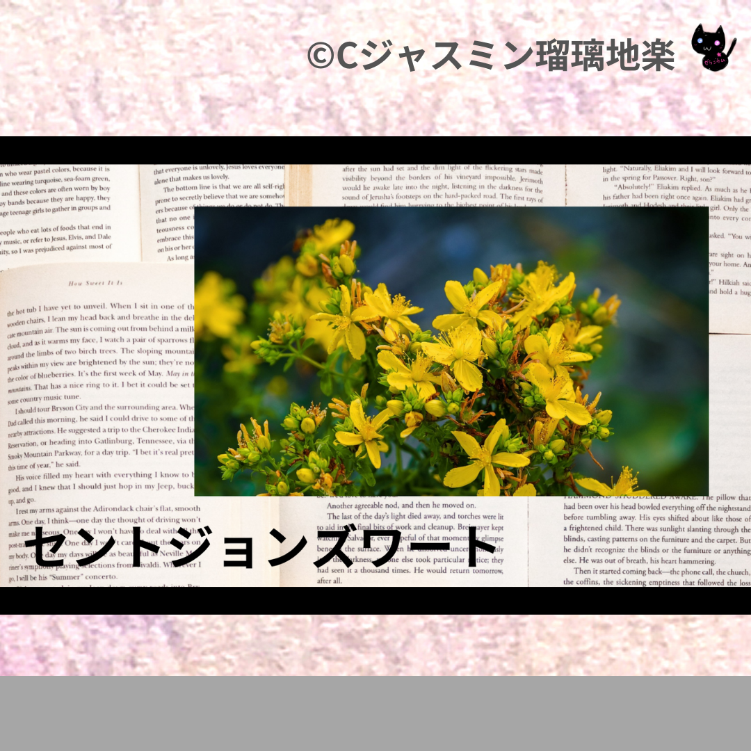 セントジョンズワート(ハーブ)＠botanical-study.com