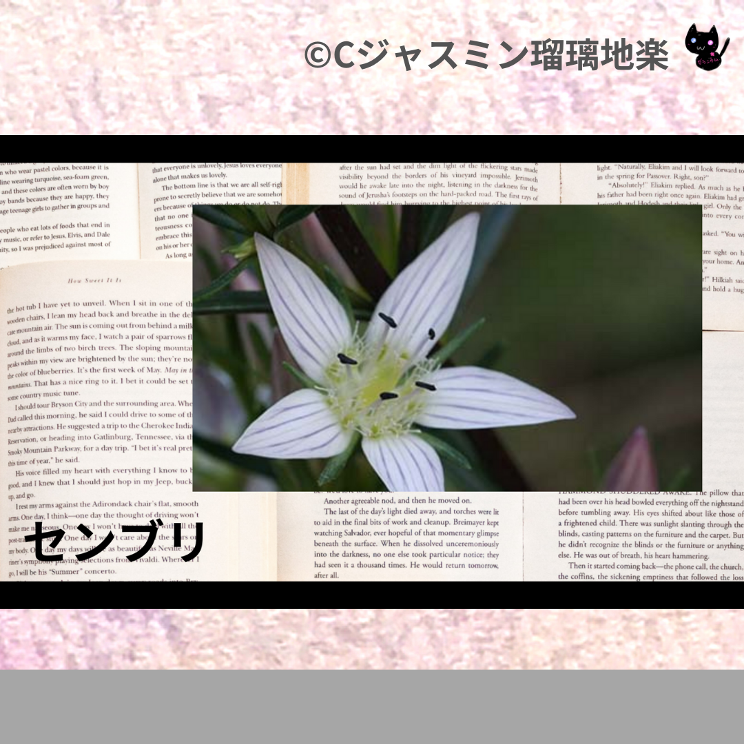 センブリ(ハーブ)＠botanical-study.com