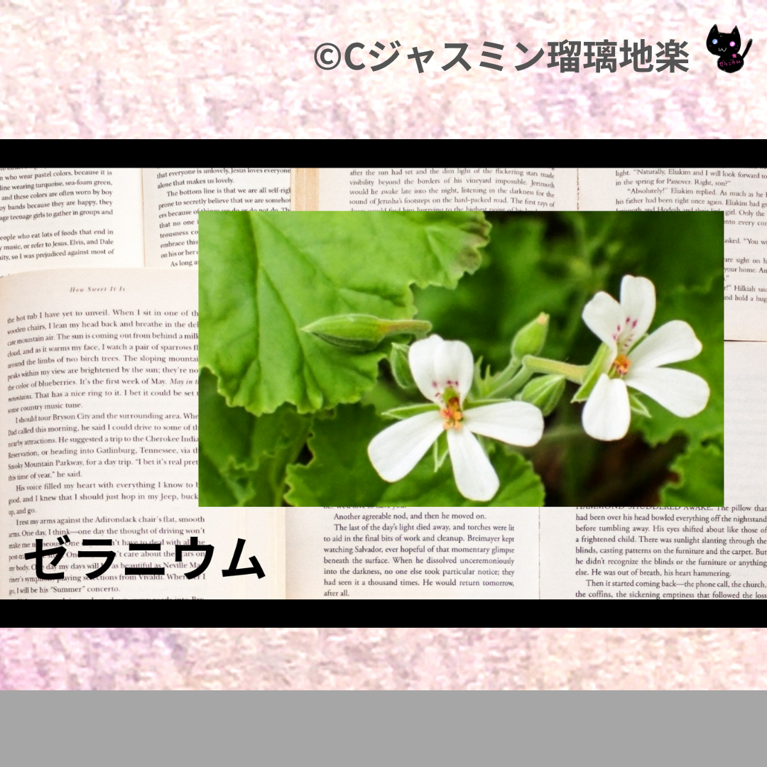 ゼラニウム(ハーブ)＠botanical-study.com
