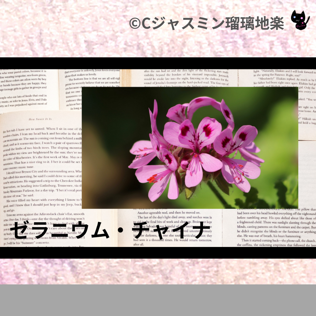 ゼラニウム・チャイナ(精油)＠botanical-study.com