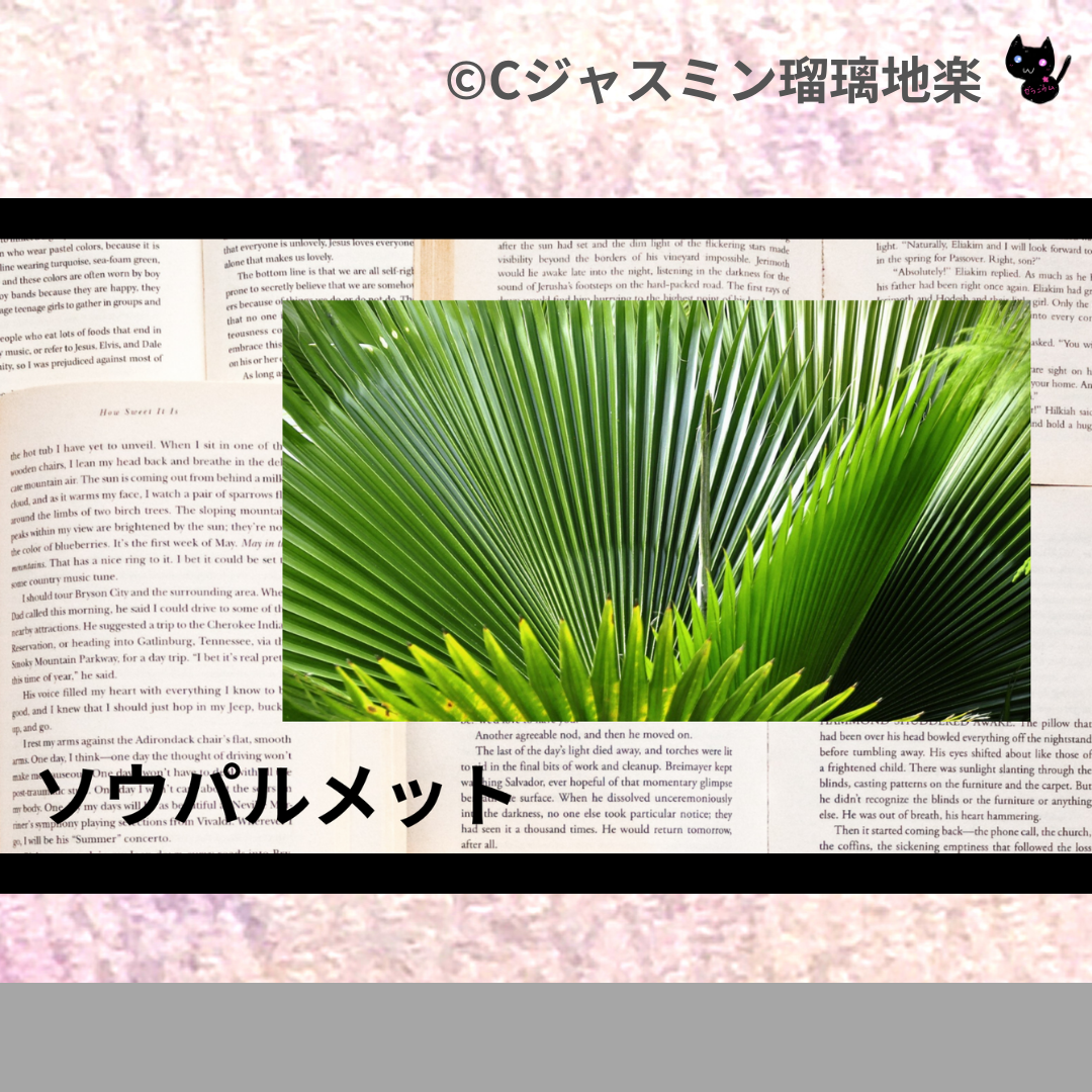 ソウパルメット(ハーブ)＠botanical-study.com