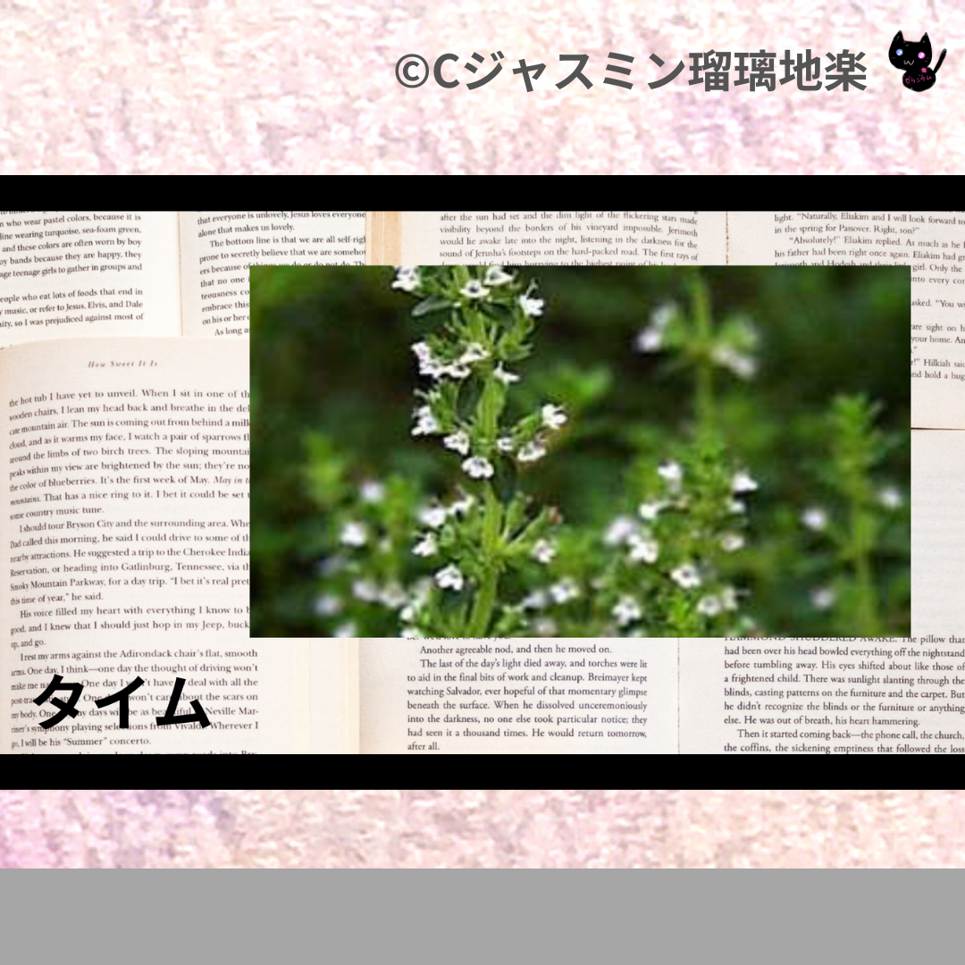 タイム(ハーブ・スパイス)＠botanical-study.com