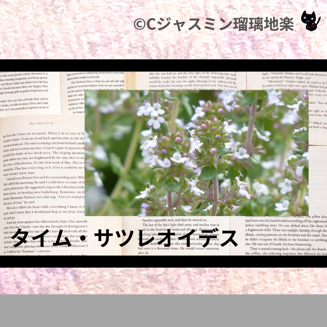 タイム・サツレオイデス(精油)＠botanical-study.com
