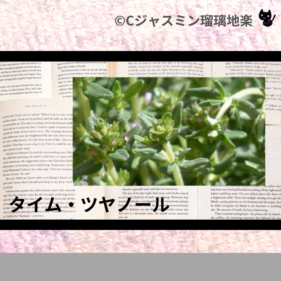 タイム・ツヤノール(精油)＠botanical-study.com