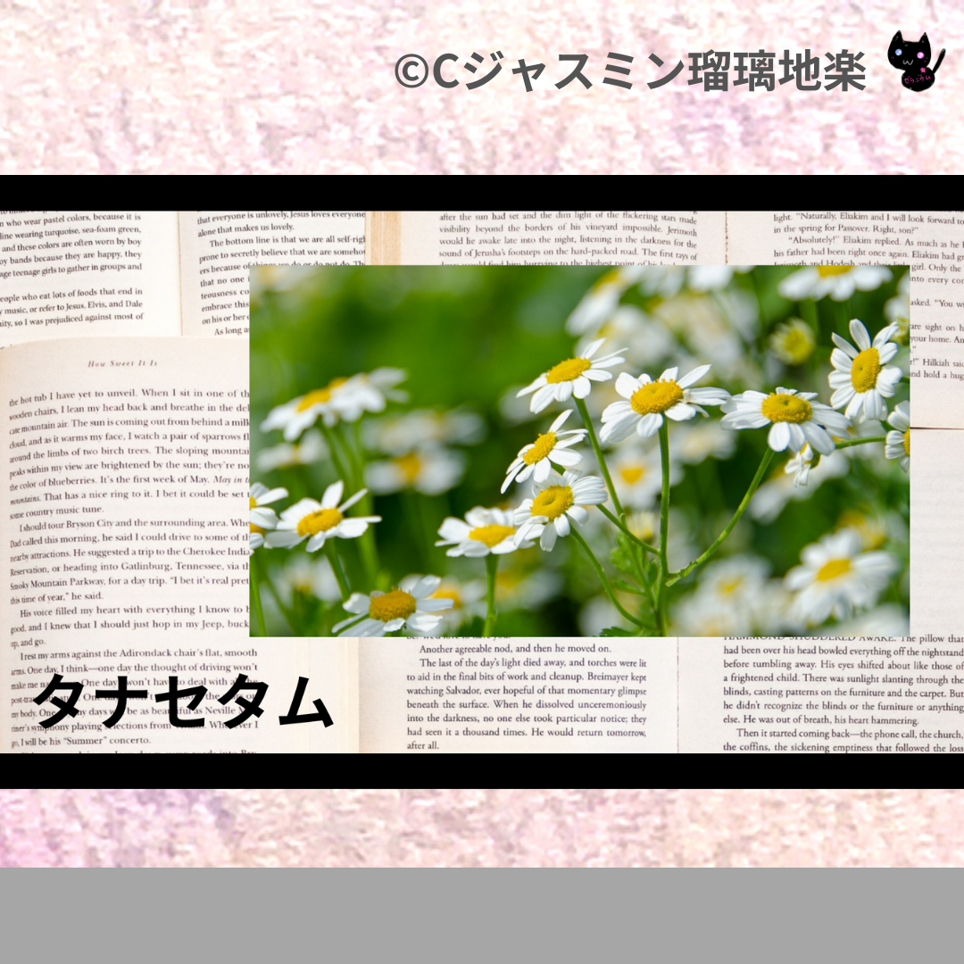 タナセタム(精油)＠botanical-study.com