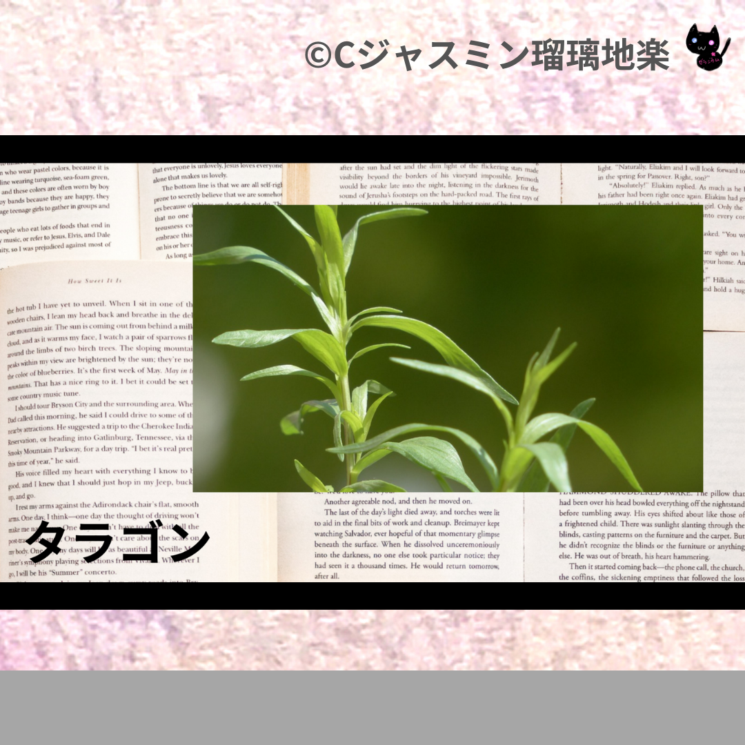 タラゴン(精油・ハーブ・スパイス)＠botanical-study.com