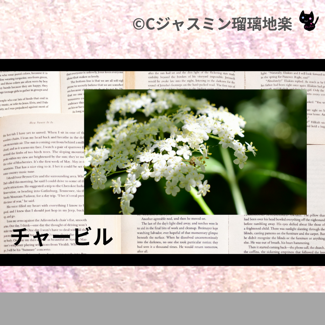 チャービル(ハーブ・スパイス)＠botanical-study.com