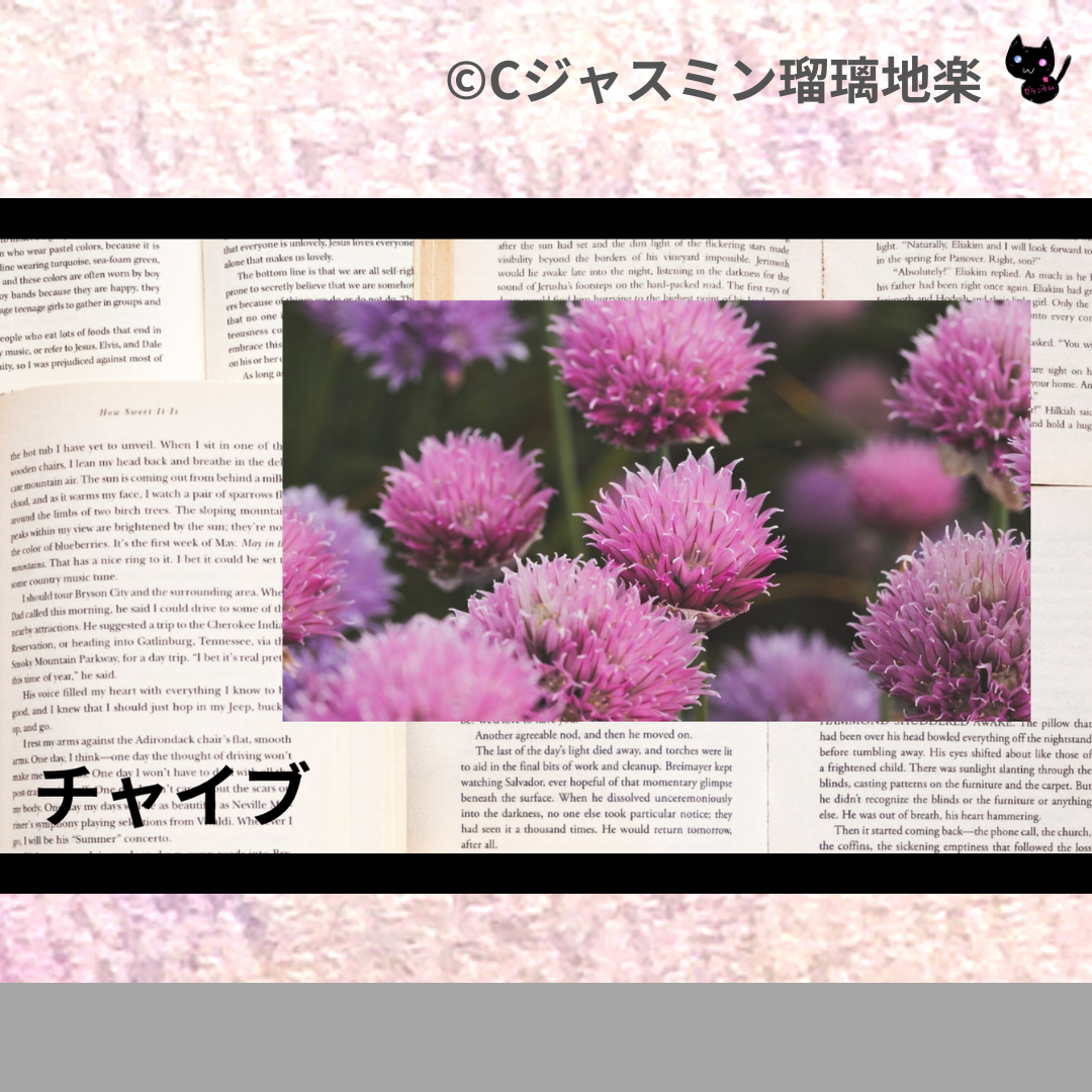 チャイブ(ハーブ・スパイス)＠botanical-study.com