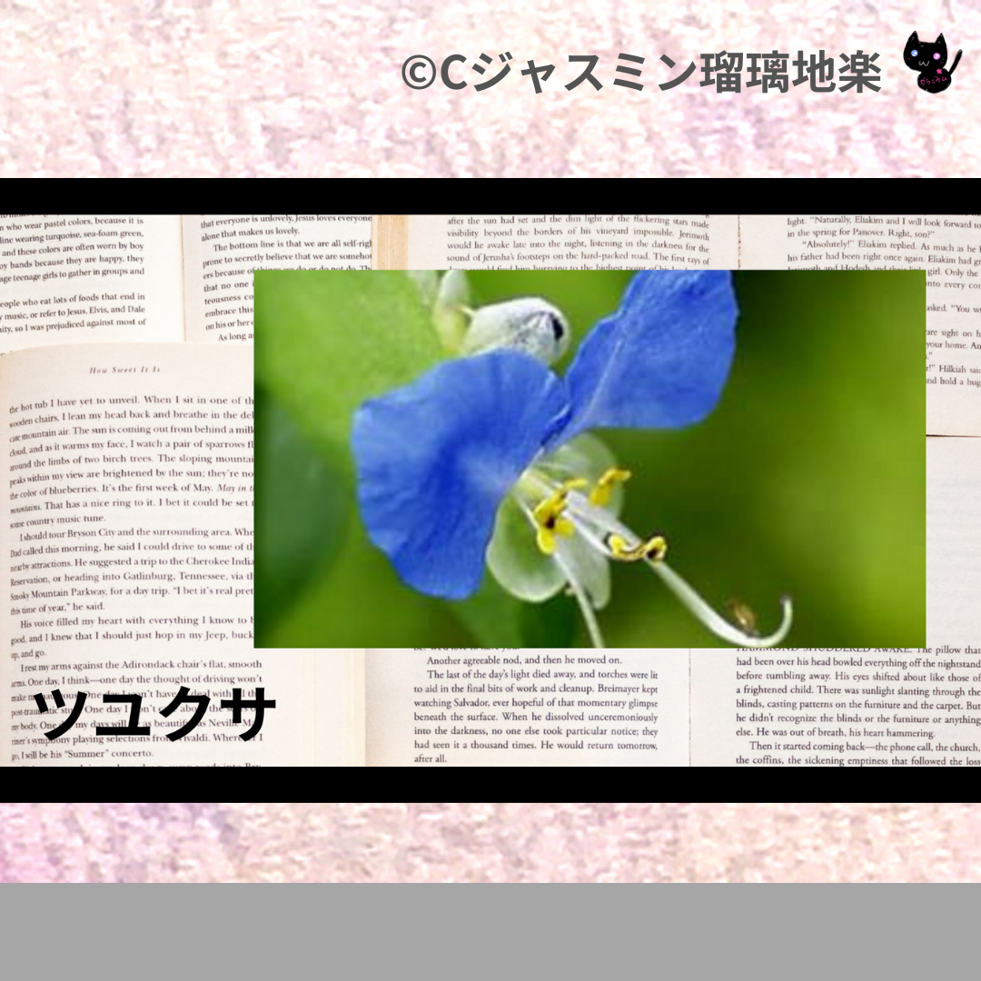 ツユクサ(ハーブ)＠botanical-study.com