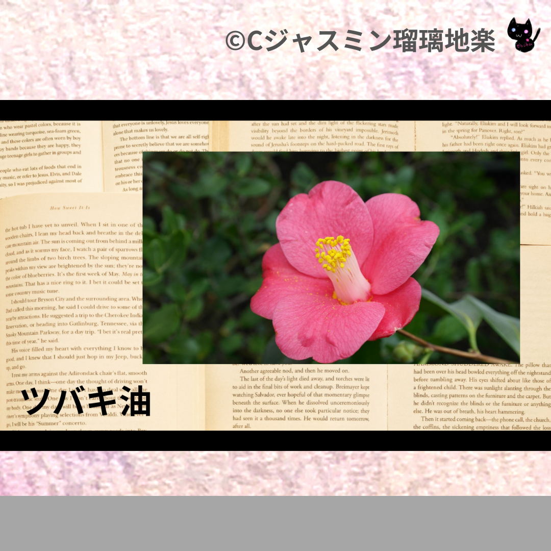 ツバキ油(基材)＠botanical-study.com