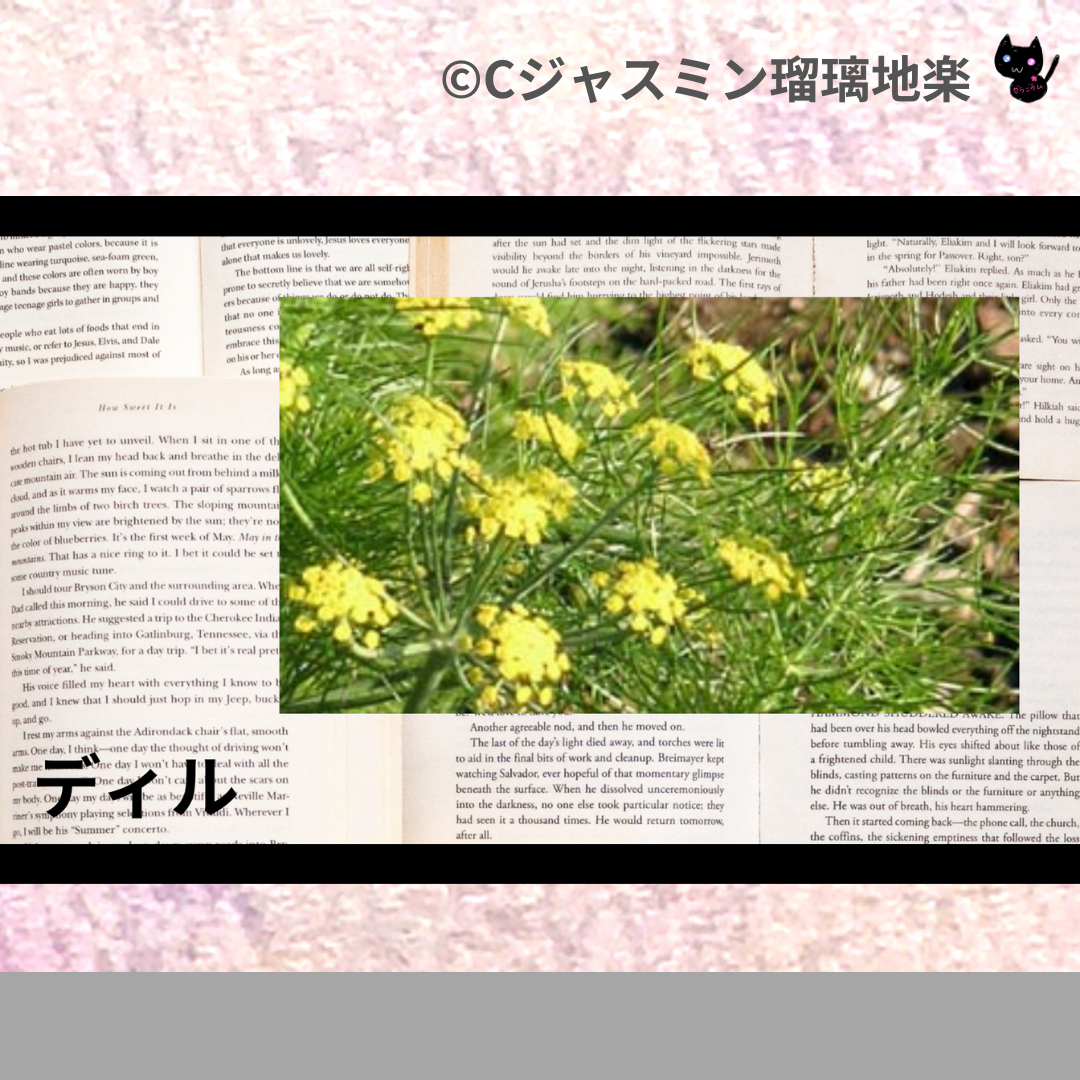 ディル(精油・ハーブ・スパイス)＠botanical-study.com