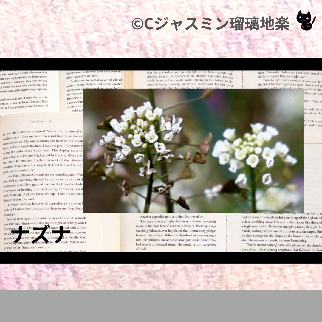 ナズナ(ハーブ)＠botanical-study.com