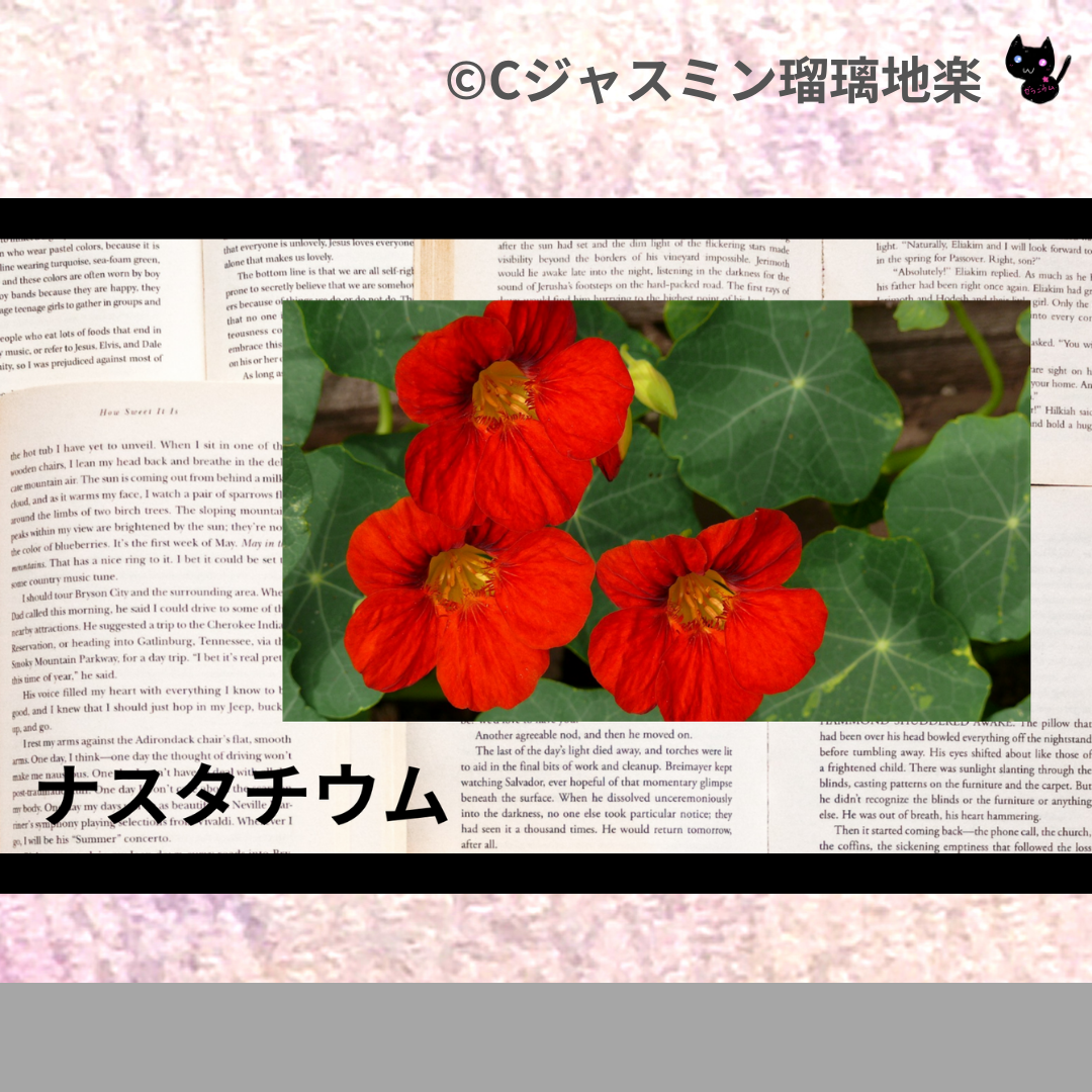 ナスタチウム(ハーブ)＠botanical-study.com