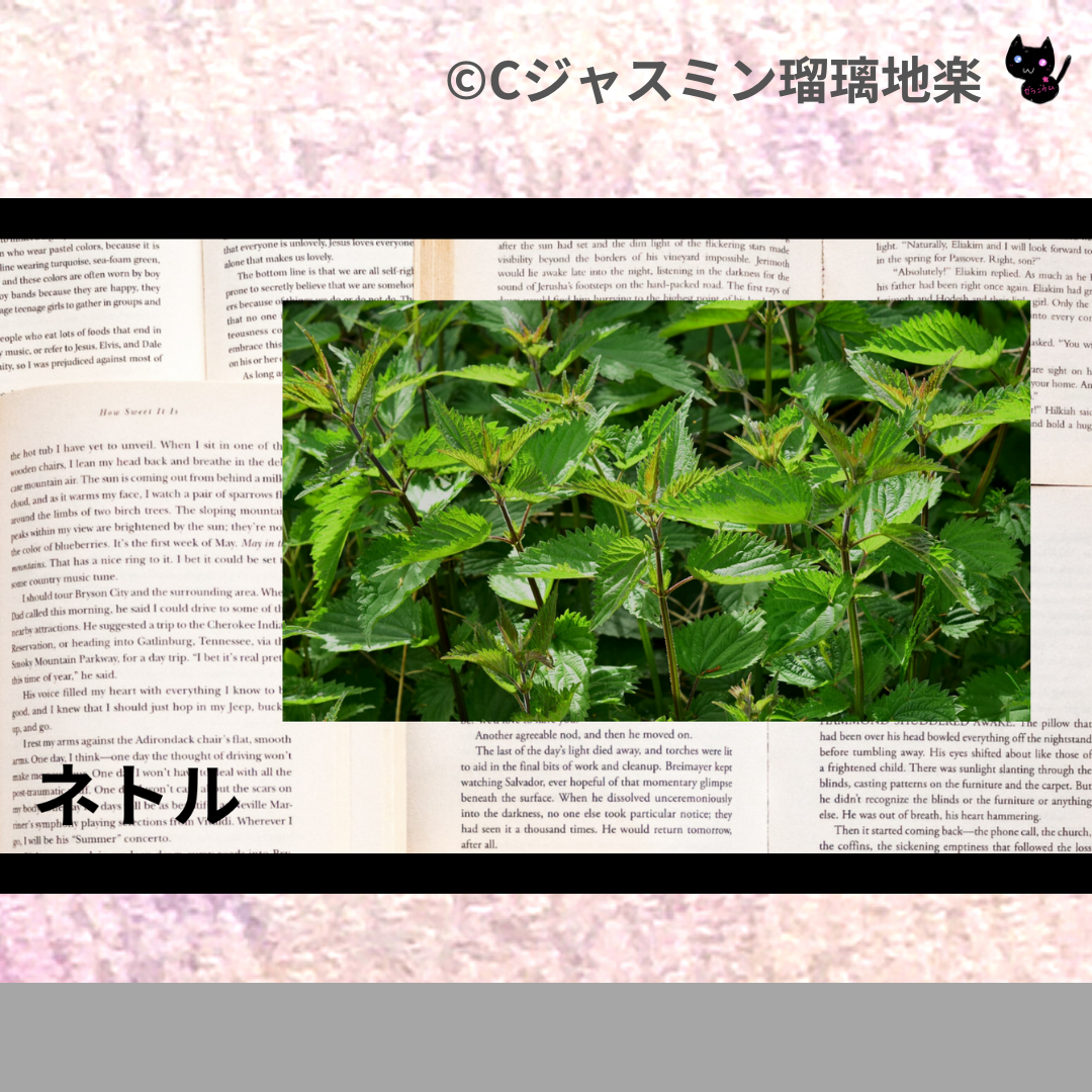 ネトル(ハーブ)＠botanical-study.com