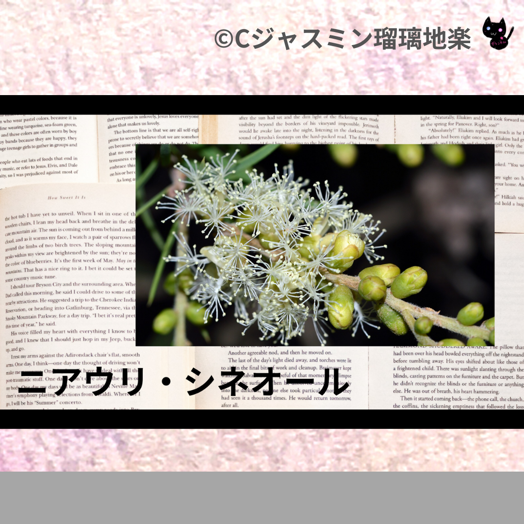 ニアウリ・シネオール(精油)＠botanical-study.com