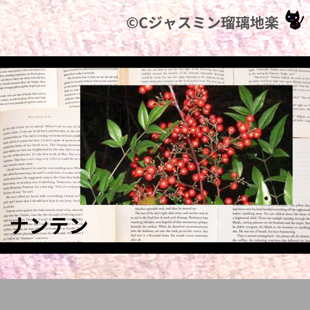 ナンテン(ハーブ)＠botanical-study.com