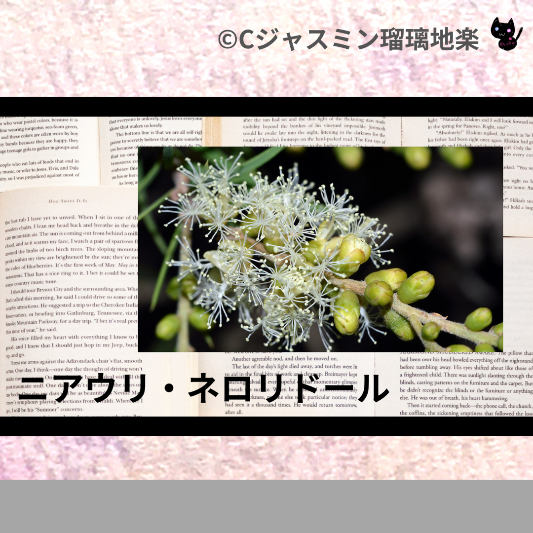 ニアウリ・ネロリドール(精油)＠botanical-study.com