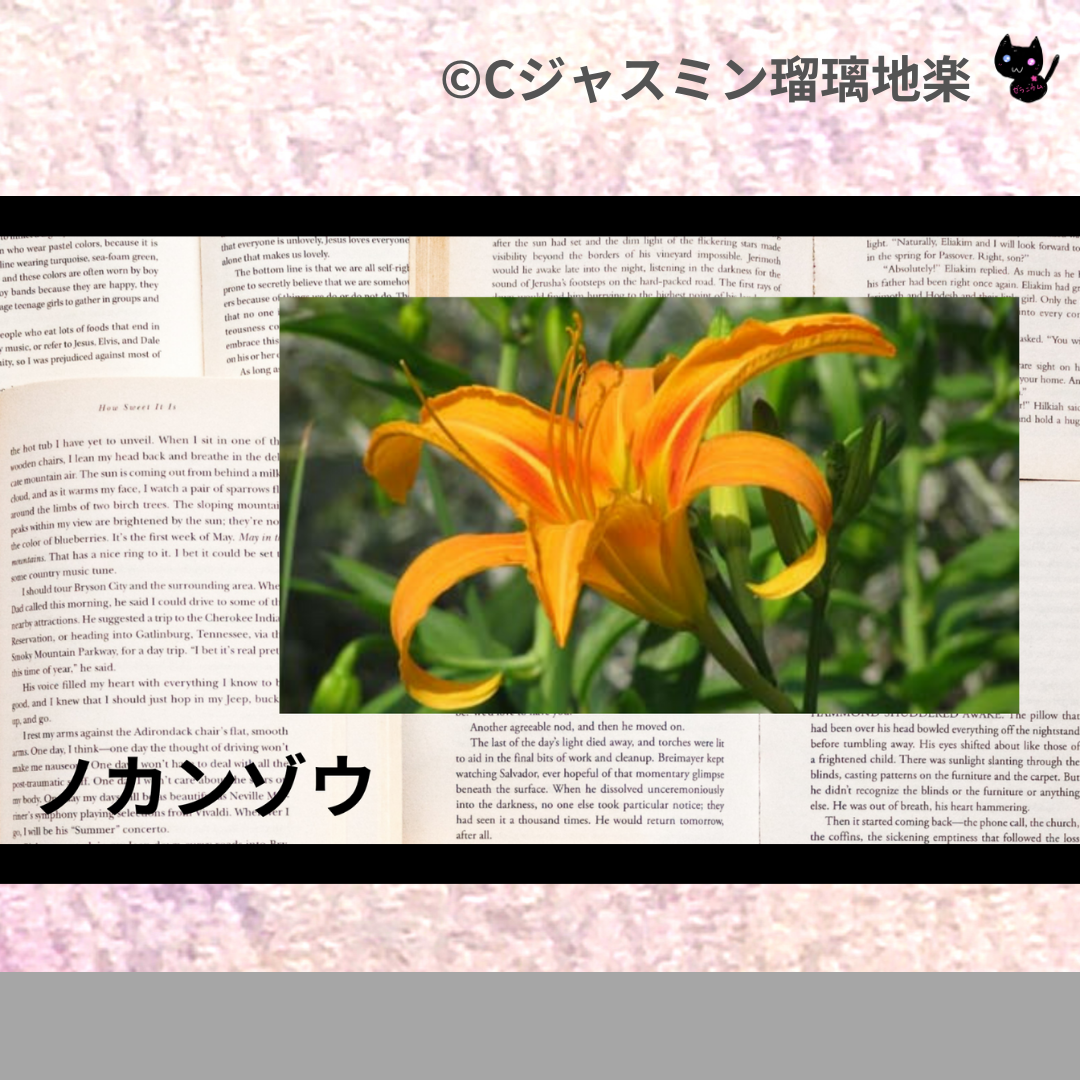 ノカンゾウ(ハーブ)＠botanical-study.com