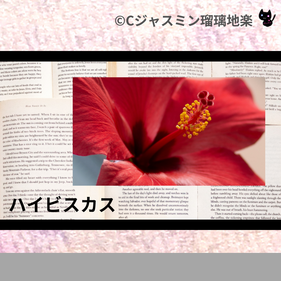 ハイビスカス(ハーブ)＠botanical-study.com