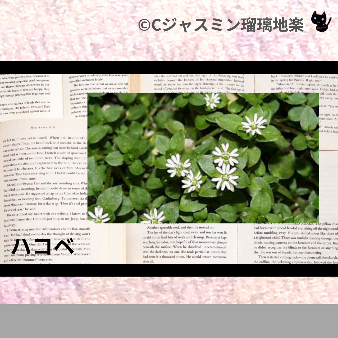 ハコベ(ハーブ)＠botanical-study.com