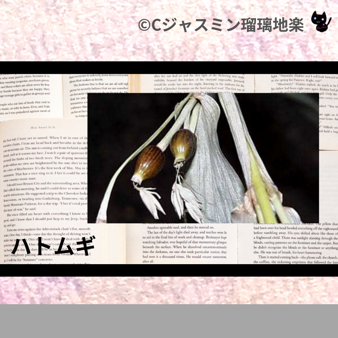 ハトムギ(ハーブ)＠botanical-study.com