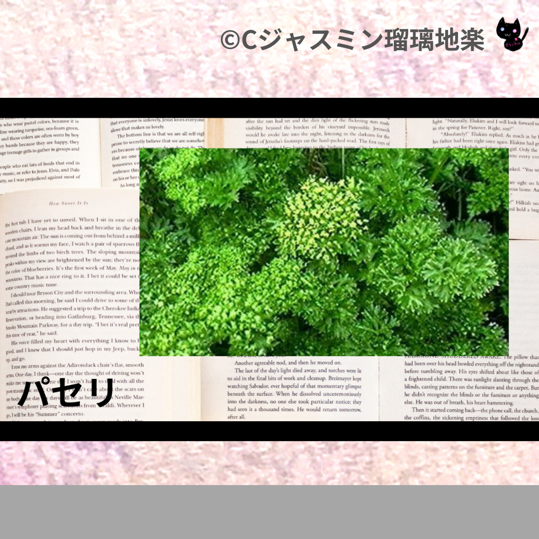 パセリ(精油・ハーブ・スパイス)＠botanical-study.com