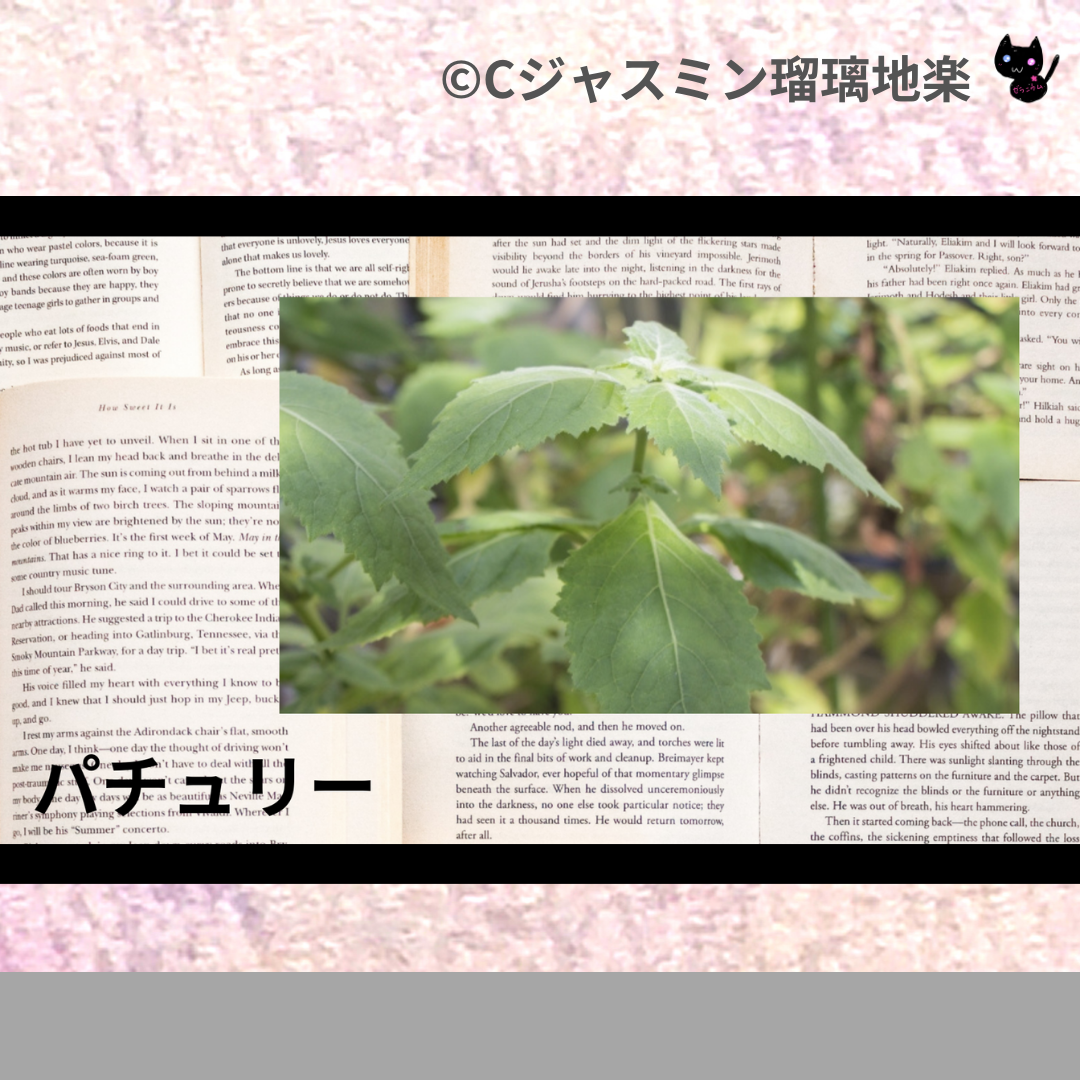 パチュリー(精油)＠botanical-study.com
