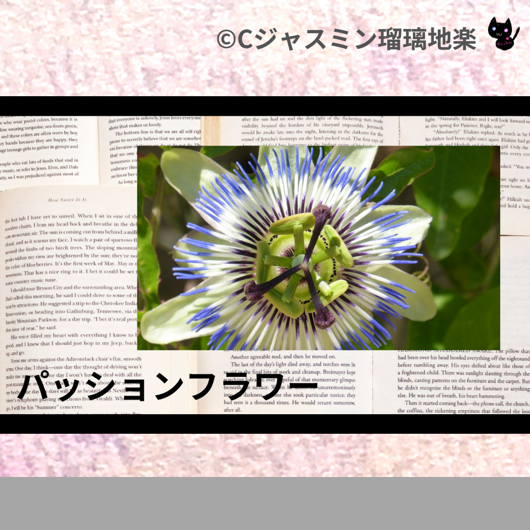 パッションフラワー(ハーブ)＠botanical-study.com
