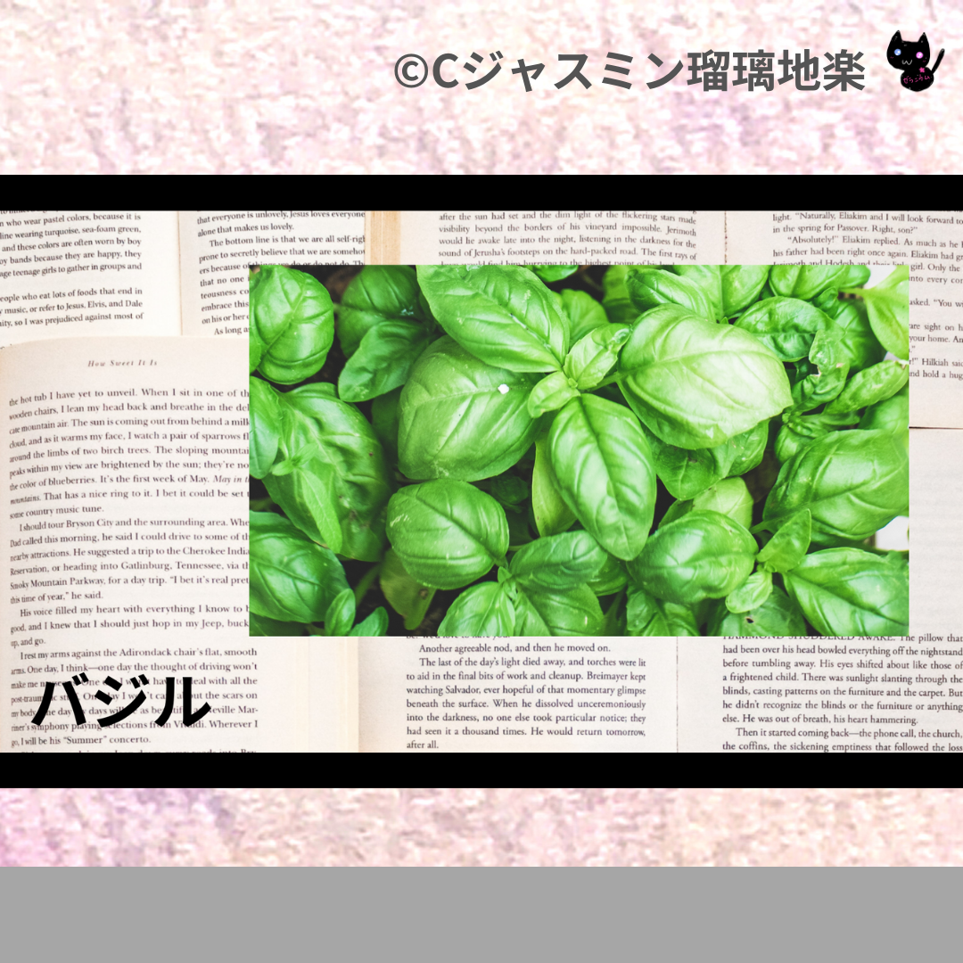 バジル(精油・ハーブ・スパイス)＠botanical-study.com