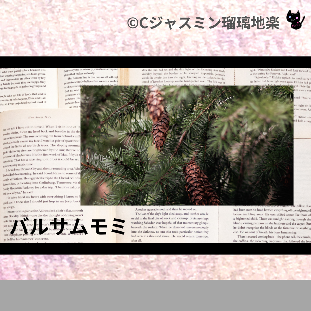 バルサムモミ(精油)＠botanical-study.com