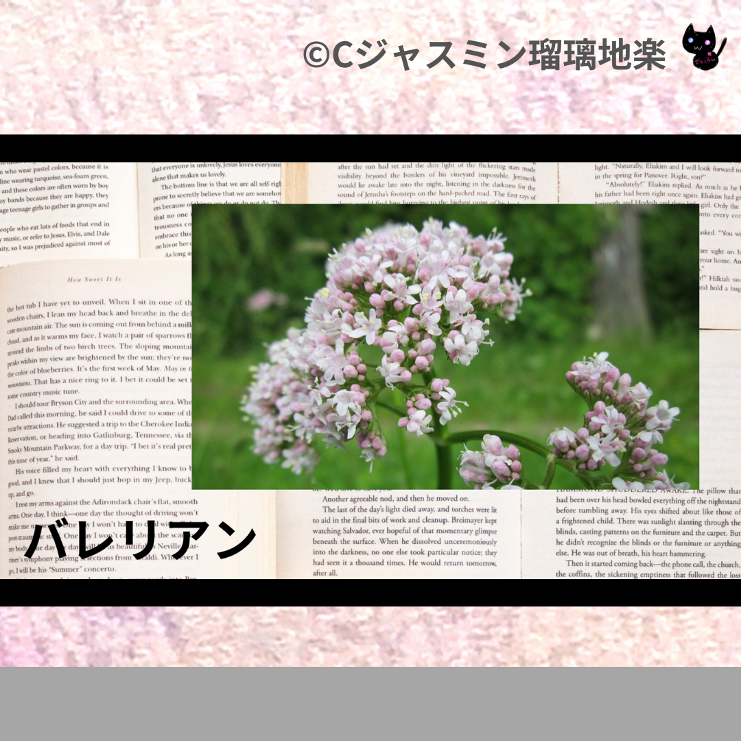 バレリアン(精油・ハーブ)＠botanical-study.com
