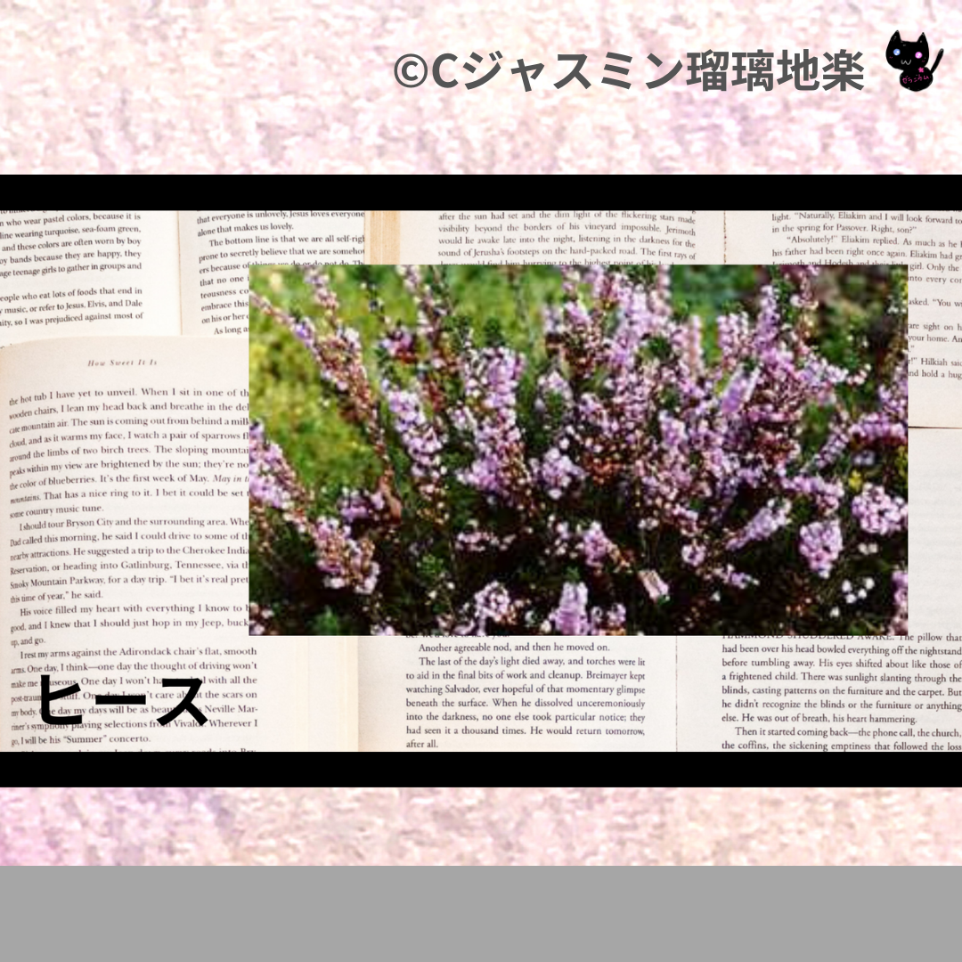 ヒース(ハーブ・スパイス)＠botanical-study.com