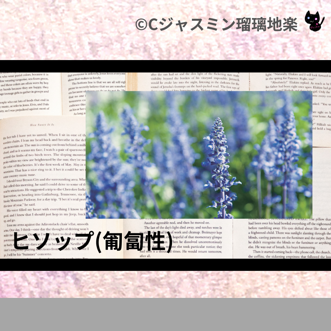 ヒソップ(匍匐性)(精油)＠botanical-study.com