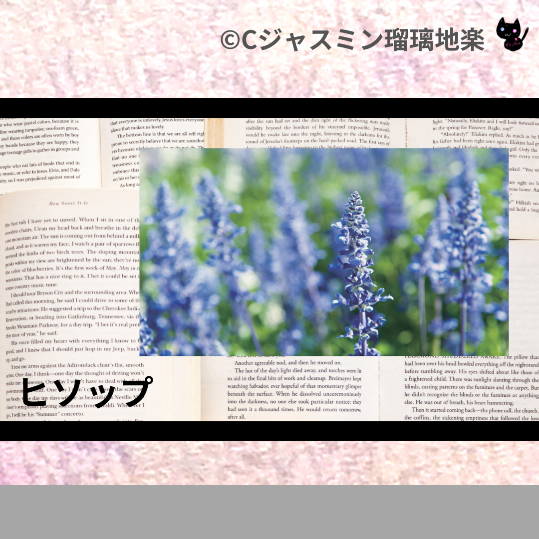 ヒソップ(精油)＠botanical-study.com