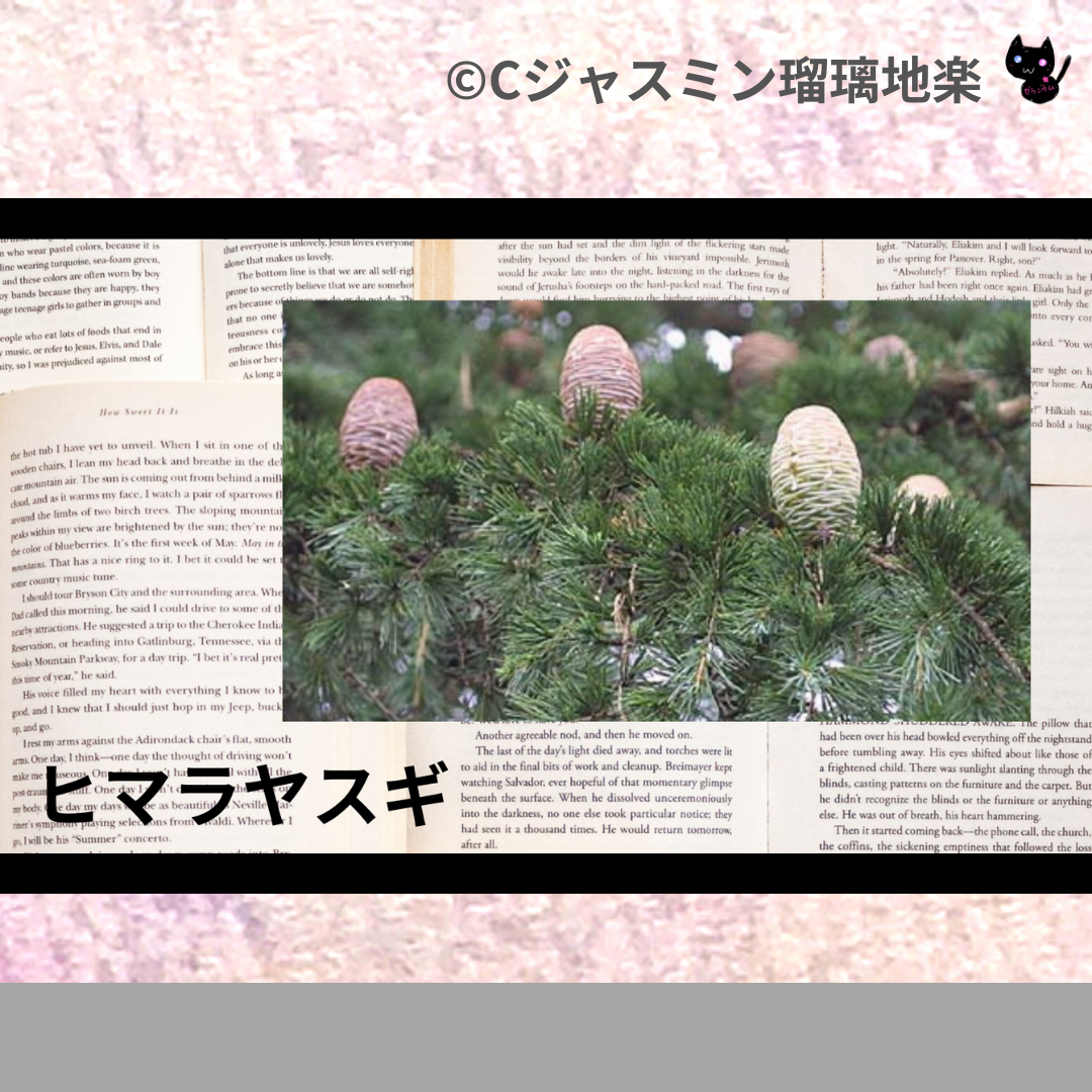 ヒマラヤスギ(精油)＠botanical-study.com
