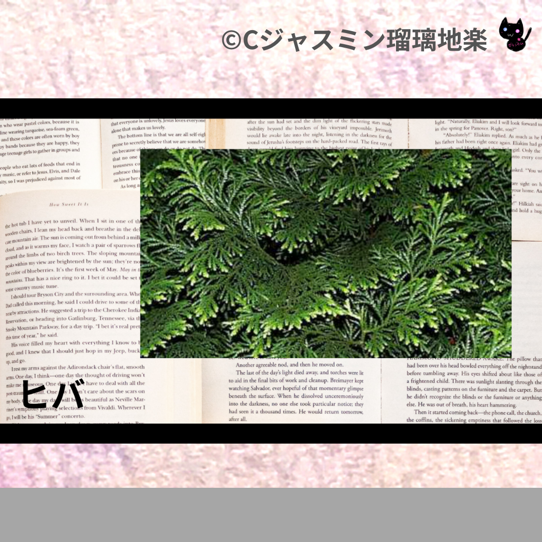 ヒバ(精油)＠botanical-study.com