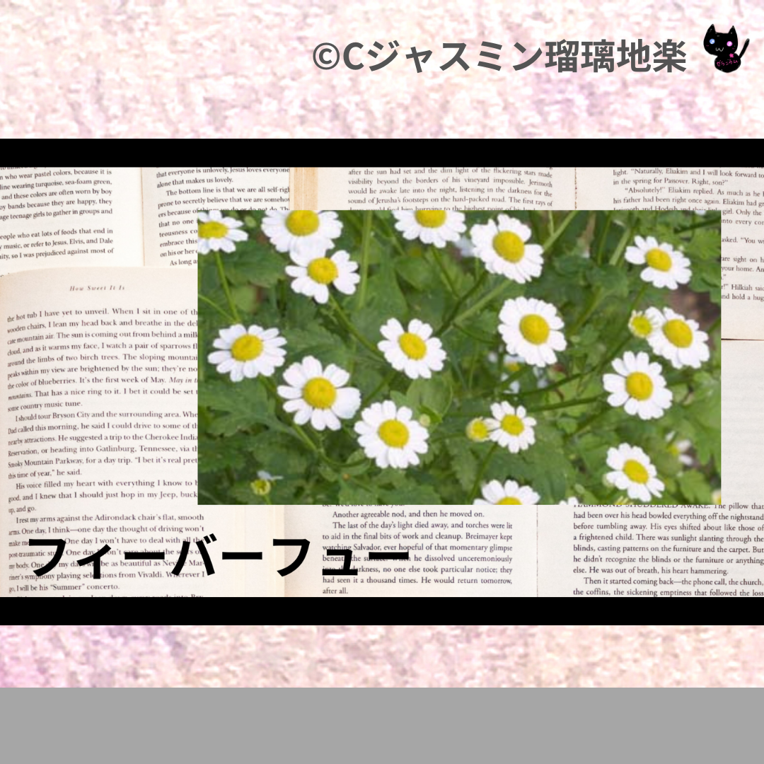 フィーバーフュー(ハーブ)＠botanical-study.com