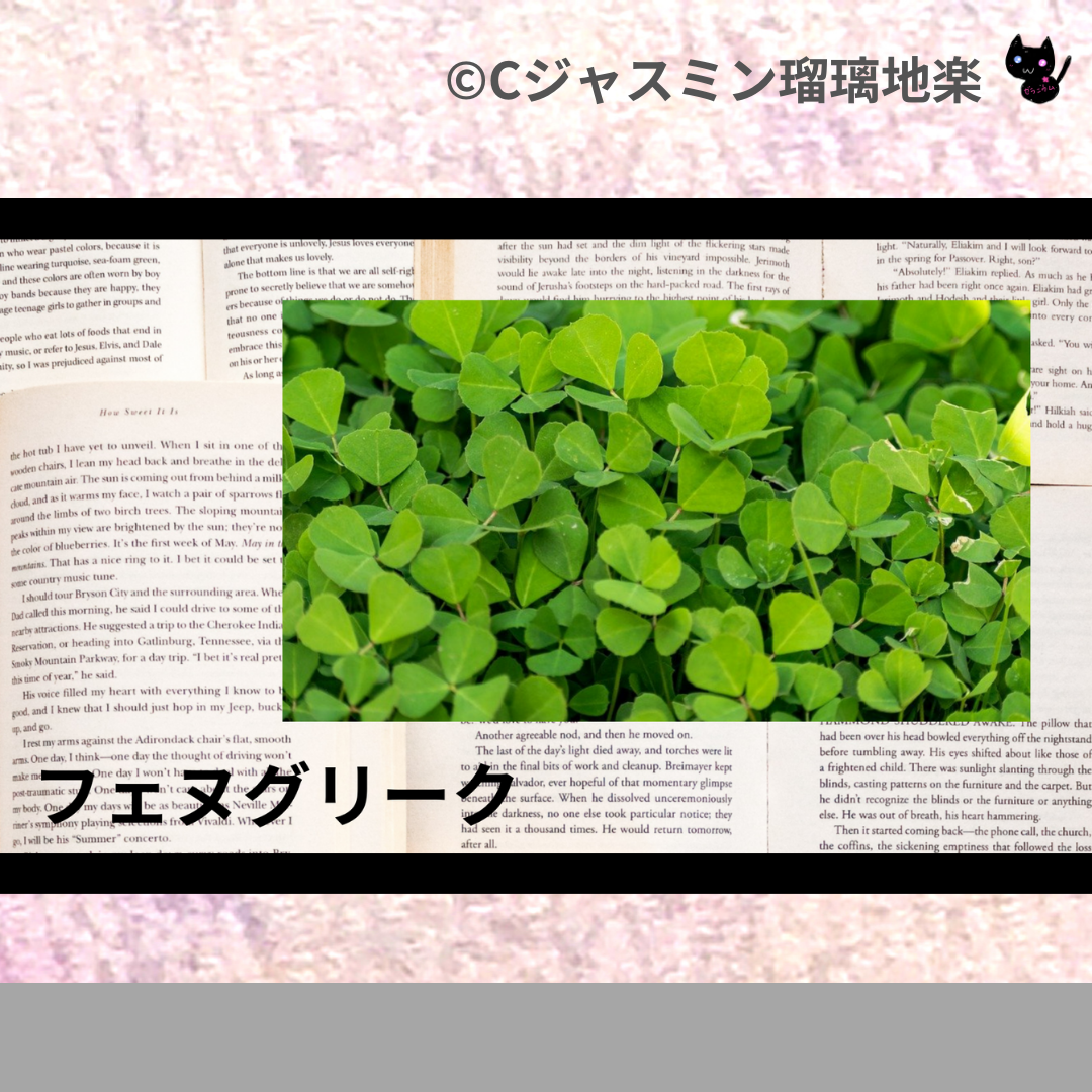 フェヌグリーク(ハーブ・スパイス)＠botanical-study.com