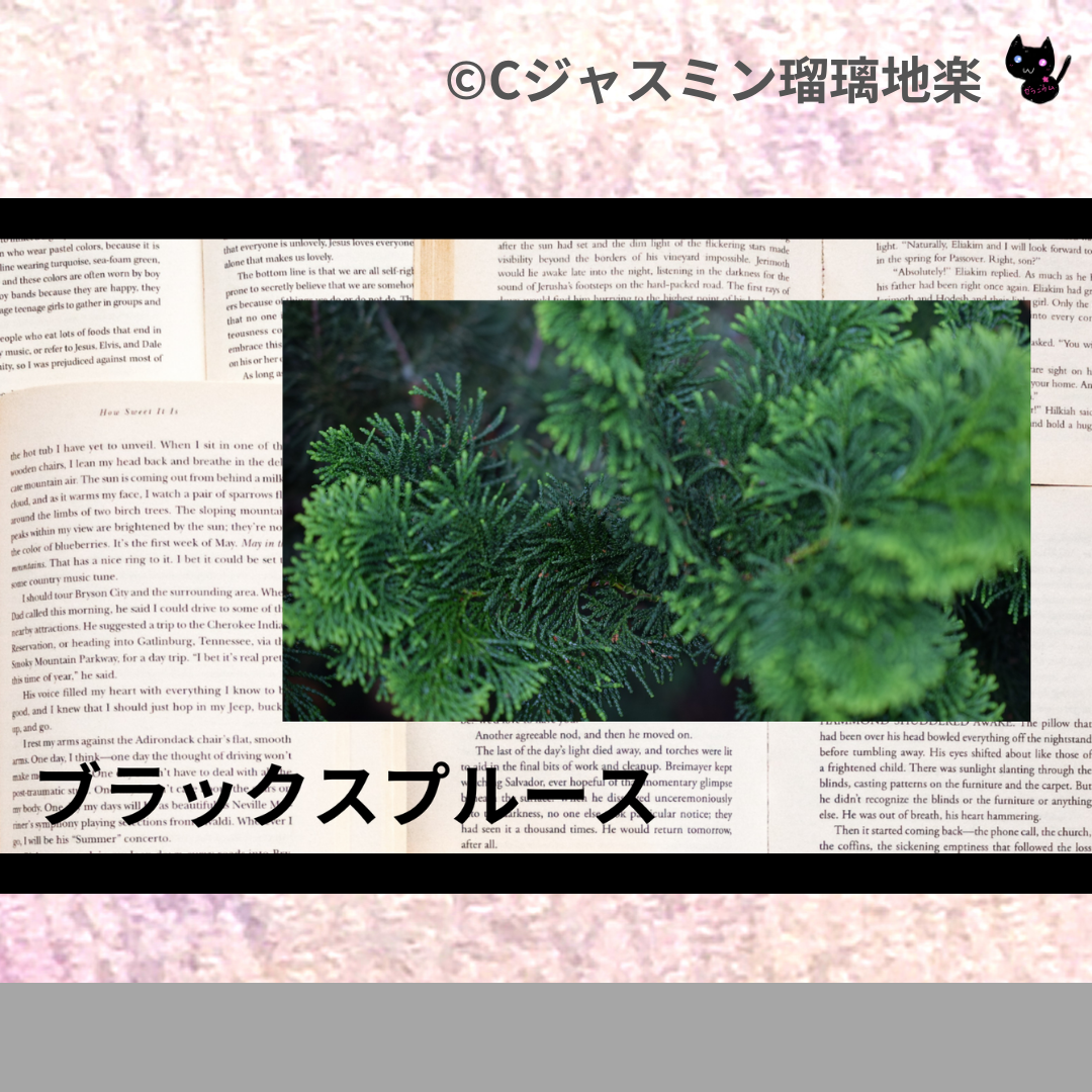 ブラックスプルース(精油)＠botanical-study.com