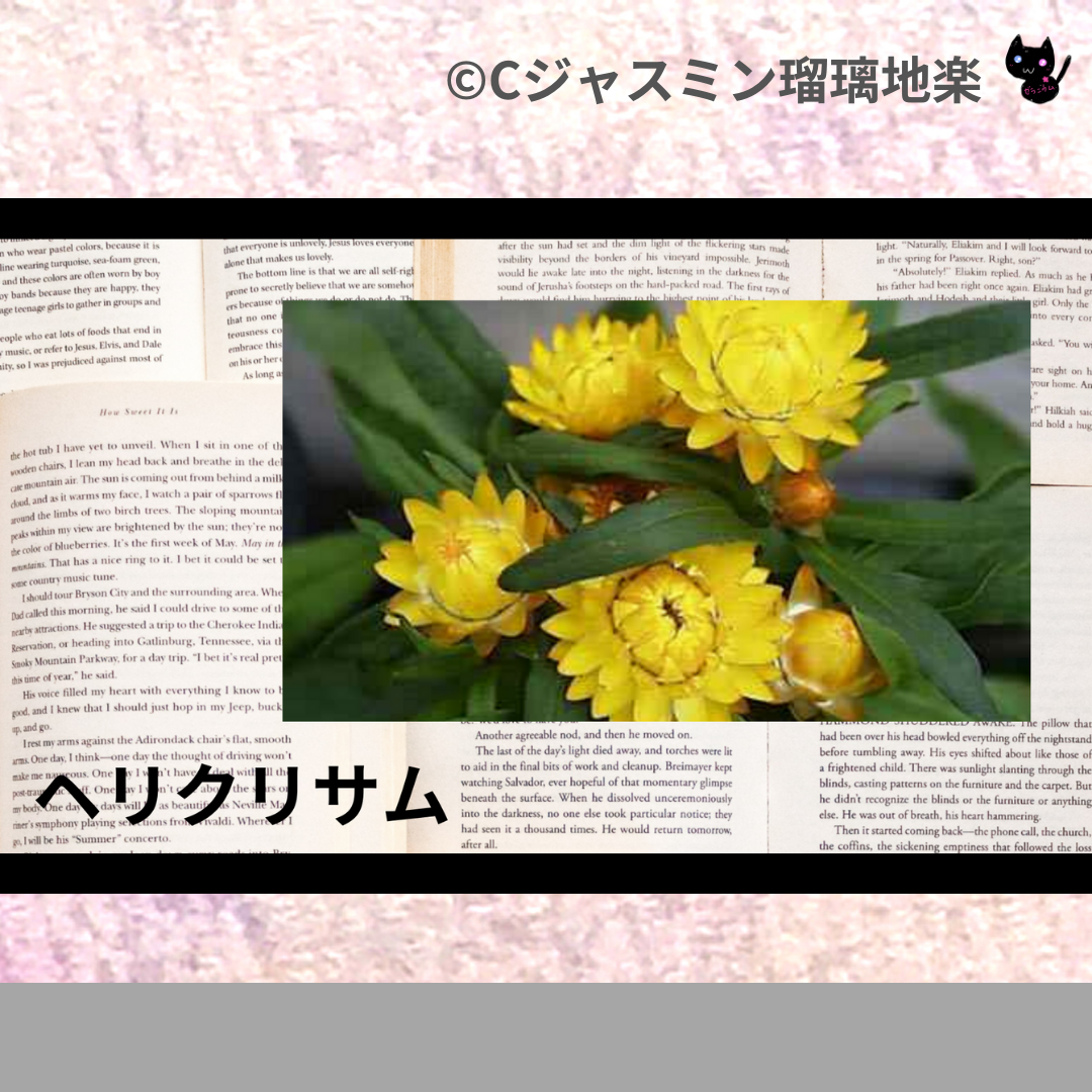 ヘリクリサム(精油)＠botanical-study.com
