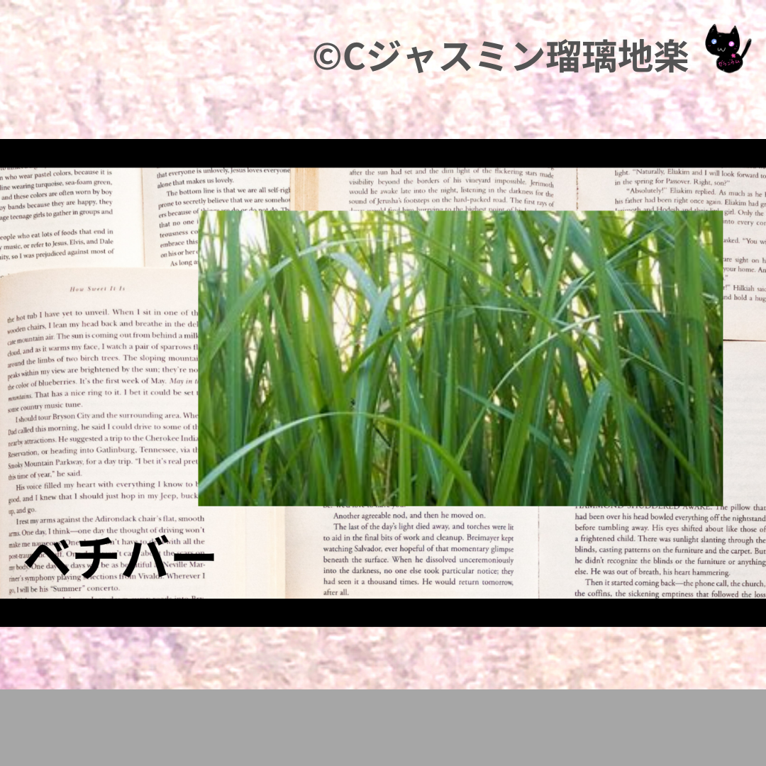 ベチバー(精油)＠botanical-study.com