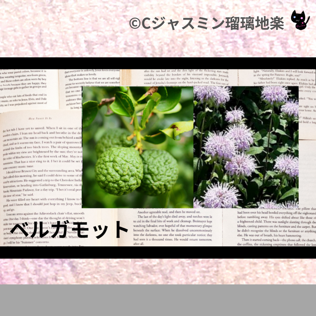 ベルガモット(精油・ハーブ)＠botanical-study.com